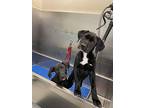 Adopt Spruce a Black - with White Labrador Retriever / Mixed dog in Royal Oak