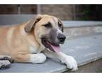 Adopt Hatter a Tricolor (Tan/Brown & Black & White) Anatolian Shepherd /