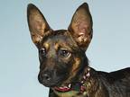 Adopt Salvatore a Black - with Tan, Yellow or Fawn German Shepherd Dog / Mixed