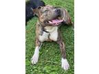 Adopt Stella a Brindle - with White Terrier (Unknown Type