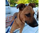 Adopt Johnson (Love Bug) a Tan/Yellow/Fawn Carolina Dog / Shepherd (Unknown