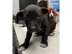 Adopt Tessie a Black American Pit Bull Terrier / Mixed dog in Madera