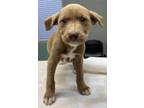 Adopt Tanka a Tan/Yellow/Fawn American Pit Bull Terrier / Mixed dog in Madera