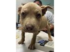 Adopt Thelma a Tan/Yellow/Fawn American Pit Bull Terrier / Mixed dog in Madera