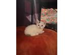 Adopt Eli a White Domestic Shorthair / Domestic Shorthair / Mixed cat in Key