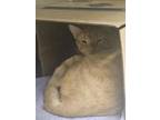 Adopt Caesar a Orange or Red Domestic Shorthair / Domestic Shorthair / Mixed cat