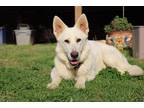 Adopt Tiny a White German Shepherd Dog / Mixed dog in Raleigh, NC (41425708)