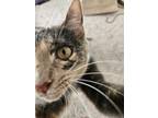 Adopt Rin a Calico or Dilute Calico Domestic Shorthair / Mixed (short coat) cat
