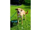 Adopt Archie a Labrador Retriever / Mixed Breed (Medium) / Mixed dog in