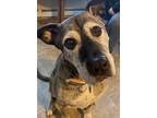 Adopt Rocky a Brindle Plott Hound dog in Raymond, NH (41244210)