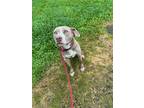 Adopt Yasmin a Tan/Yellow/Fawn Weimaraner / Pit Bull Terrier / Mixed dog in