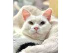 Adopt Keshi a White Domestic Shorthair (short coat) cat in Virginia Beach