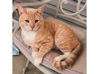 Adopt Hoss a Orange or Red Domestic Shorthair / Mixed (short coat) cat in Fuquay