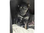 Adopt Daisy a Black - with Tan, Yellow or Fawn Mutt / Mixed dog in Bishop