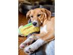 Adopt Tallulah a Tan/Yellow/Fawn - with White Beagle / Mixed dog in Johnston