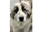 Adopt Baloo a White Great Pyrenees / Mixed Breed (Medium) / Mixed (short coat)