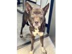 Adopt Hazel a Brown/Chocolate Husky / American Pit Bull Terrier / Mixed (short