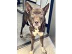Adopt Hazel a Brown/Chocolate Husky / American Pit Bull Terrier / Mixed dog in