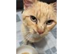 Adopt Stray - on hold a Orange or Red Domestic Shorthair / Domestic Shorthair /