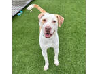 Adopt Benny a White Labrador Retriever / Mixed dog in Atlanta, GA (40950019)