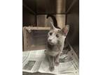 Adopt 55884562 a Gray or Blue Domestic Shorthair / Domestic Shorthair / Mixed