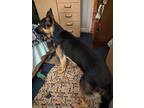 Adopt Scrapper a Brown/Chocolate - with Tan German Shepherd Dog / Mixed dog in
