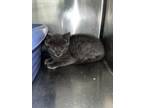 Adopt Chase a Gray or Blue Domestic Shorthair / Mixed (short coat) cat in LAS