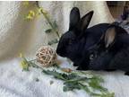 Adopt Veronica a Dwarf / Mixed rabbit in Maple Ridge, BC (40435061)