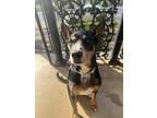 Adopt Vienna a Black - with Tan, Yellow or Fawn Australian Cattle Dog / Mutt /