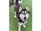 Adopt Lexi a Siberian Husky / Mixed dog in Escondido, CA (41218523)