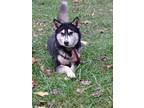 Adopt Luna a Black - with White Husky dog in Gore, VA (41425688)