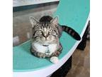 Adopt Hawthorne a Brown Tabby Domestic Shorthair / Mixed Breed (Medium) / Mixed