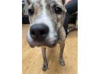 Adopt Mango a Brindle - with White Staffordshire Bull Terrier / Mixed dog in Bay