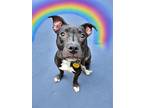 Adopt Blossom a Black - with White Boxer / American Pit Bull Terrier / Mixed dog