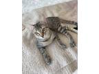 Adopt Molly Muffin a Brown Tabby Domestic Shorthair / Mixed (short coat) cat in