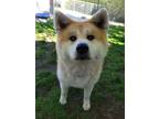 Adopt Emma a Akita / Mixed dog in Powell River, BC (41320680)