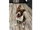 Adopt XOLA a Brown/Chocolate Pit Bull Terrier / Mixed dog in Tustin