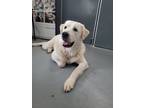 Adopt Six a Great Pyrenees / Mixed dog in Powell River, BC (41259914)