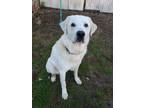 Adopt Six a Great Pyrenees / Mixed dog in Powell River, BC (41259914)