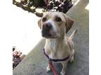 Adopt Sophie a Tan/Yellow/Fawn Labrador Retriever / American Pit Bull Terrier /