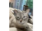 Adopt Jamie a Gray or Blue Siamese / Mixed (short coat) cat in Charleston