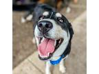 Adopt Rox a Black Mixed Breed (Medium) / Mixed dog in Cincinnati, OH (41420526)