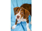 Adopt Copper a Brown/Chocolate Beagle / Mixed Breed (Medium) / Mixed (short