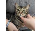 Adopt Aspen a Brown or Chocolate Domestic Shorthair / Domestic Shorthair / Mixed