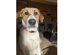 Adopt Baxter a White - with Brown or Chocolate Great Pyrenees / Anatolian