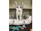 Adopt Willow a White Domestic Shorthair / Mixed Breed (Medium) / Mixed (short