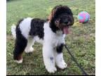 Adopt APRIL a Tricolor (Tan/Brown & Black & White) Goldendoodle / Mixed dog in