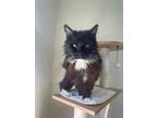 Adopt Walker a All Black Domestic Mediumhair / Domestic Shorthair / Mixed