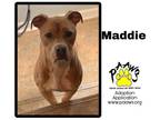 Adopt Maddie Rae a Tan/Yellow/Fawn American Pit Bull Terrier / Mixed dog in