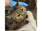 Adopt Earnestine a Domestic Shorthair / Mixed cat in Spokane Valley